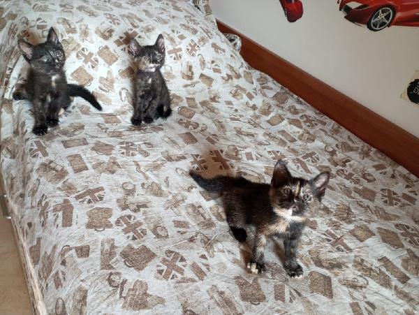 tre squamine tre meraviglie! Foto 3
